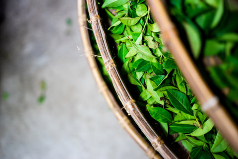 Not all Green Teas are Green