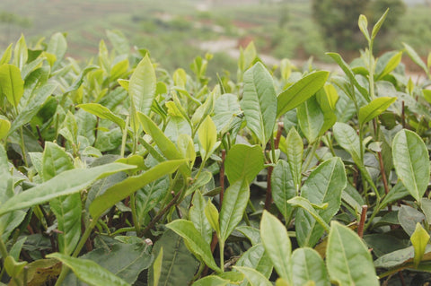 Best Teas During the Warmer Summer Days | InNature Teas