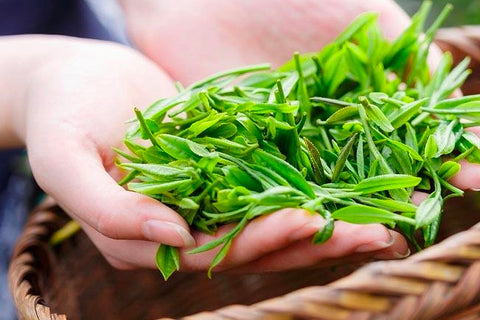 From Farm to Cup: Why you should buy Organic Tea