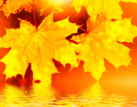 The Holiday Season starts now ...